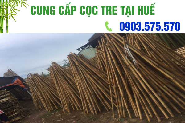 cọc tre tại huế